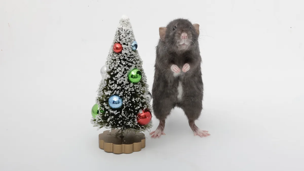 A gray rat stands upright next to a small, decorated Christmas tree with colorful ornaments and artificial snow, against a…