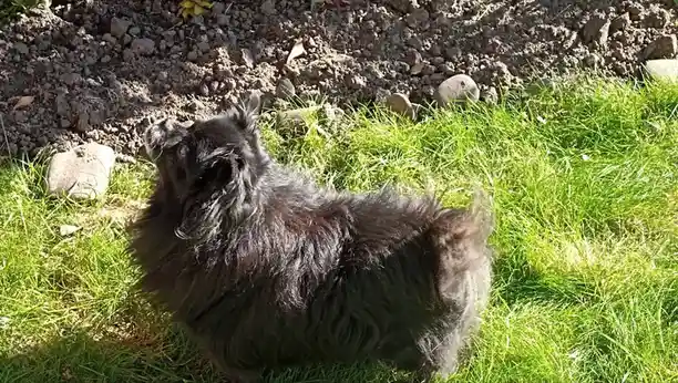 A fluffy black dog is lying on its back in bright green grass, looking up at the sky with its paws up, appearing relaxed…