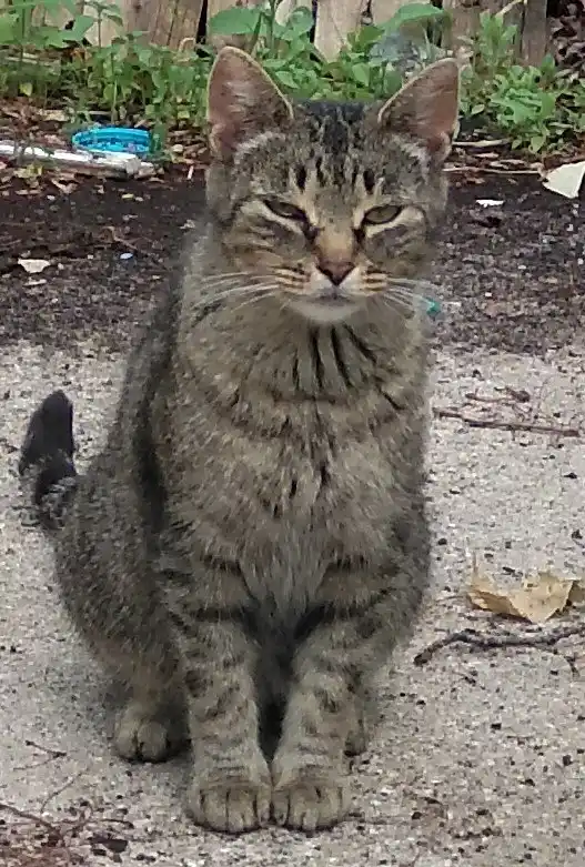 A tabby cat sits on a gravel path with a visibly unimpressed, half-lidded expression, looking directly at the camera. The…