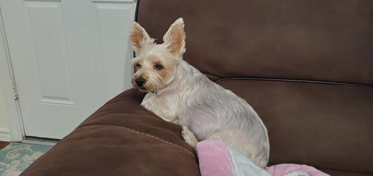 A small, light-colored dog with perky ears is lounging on a brown couch, looking sleepy and unbothered. The dog is resting…