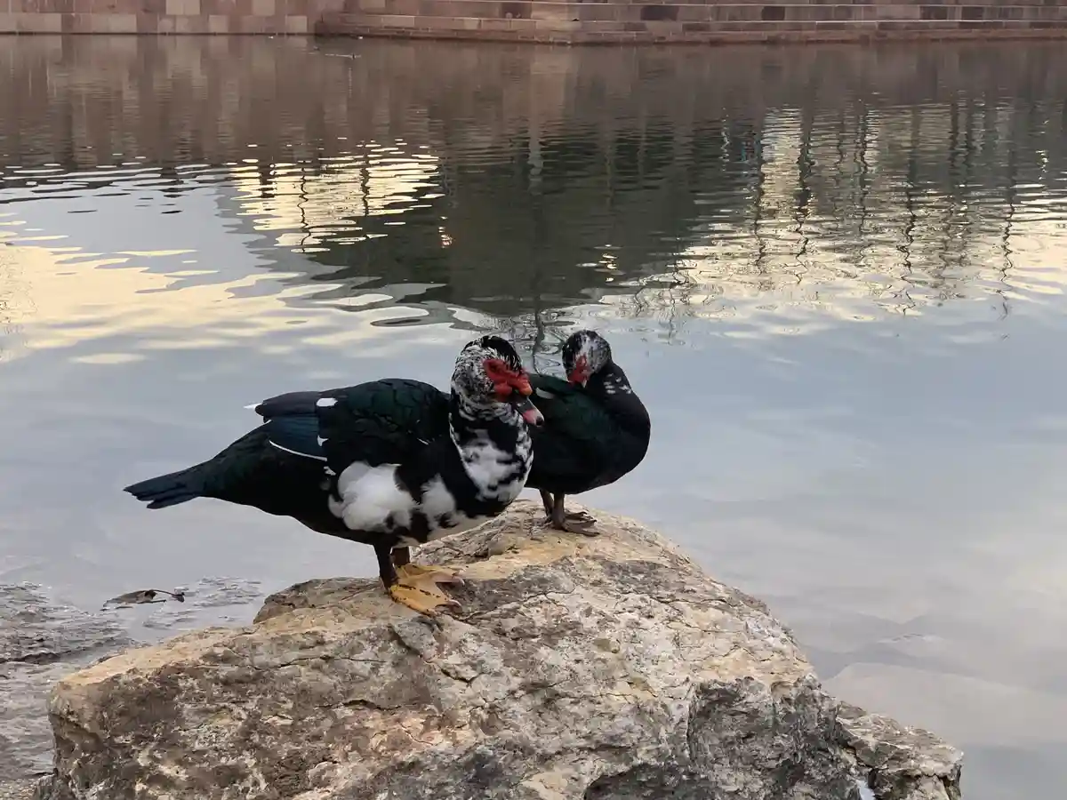 Two muscovy ducks with distinctive red facial features stand side by side on a large rock at the edge of a calm body of…