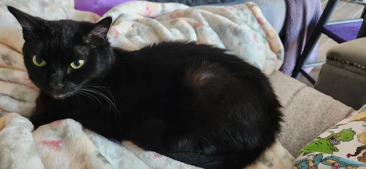 A black cat with bright green eyes lies curled up on a soft, patterned blanket on a couch, looking directly at the camera…