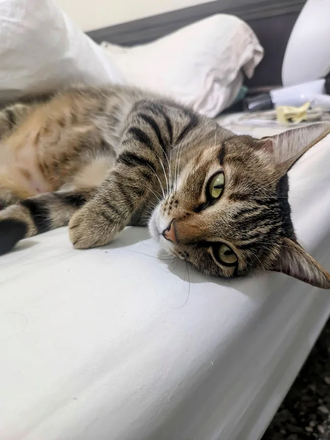 A tabby cat with green eyes lies on its side on a white bed, looking directly at the camera with a relaxed but slightly…