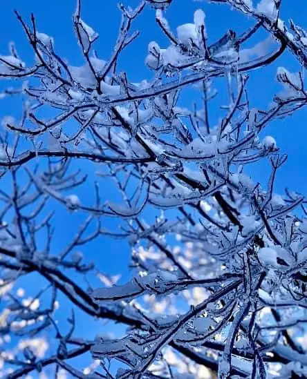 A close-up photograph of bare tree branches covered in ice and snow against a bright blue sky. The branches are intricately…