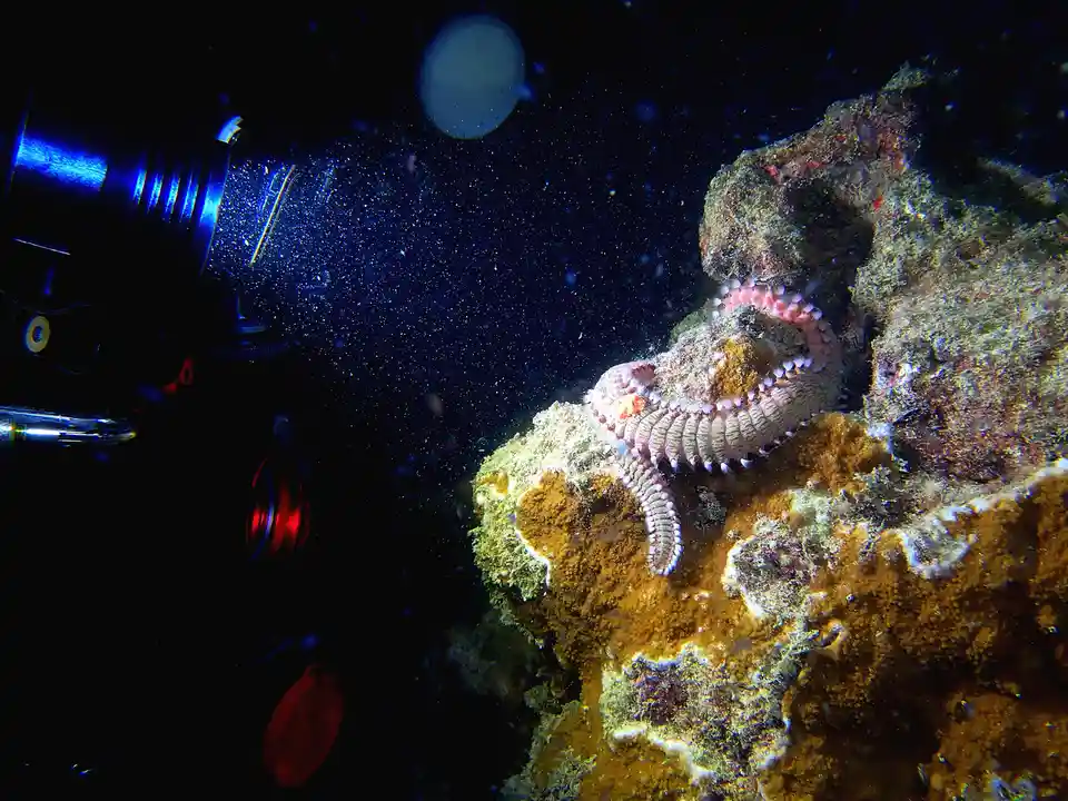 An underwater photo shows a scuba diver's camera light on the left, illuminating a starfish clinging to a coral reef on the…