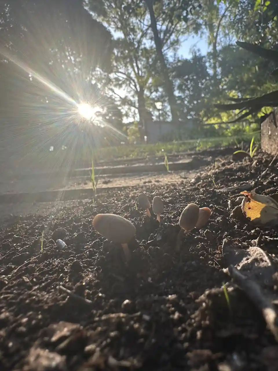 A low-angle photo shows several small, brown mushrooms growing in dark soil with bright sun rays bursting from the upper…
