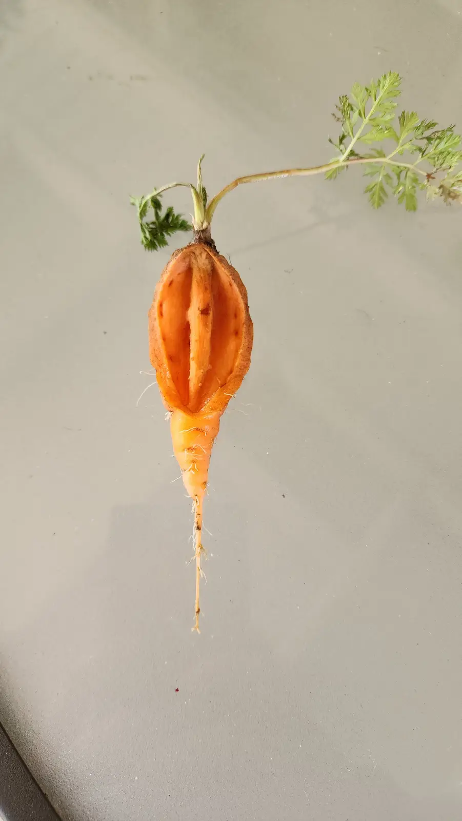 A single orange carrot with green leafy tops rests on a gray surface, its top half hollowed out to resemble a human face…