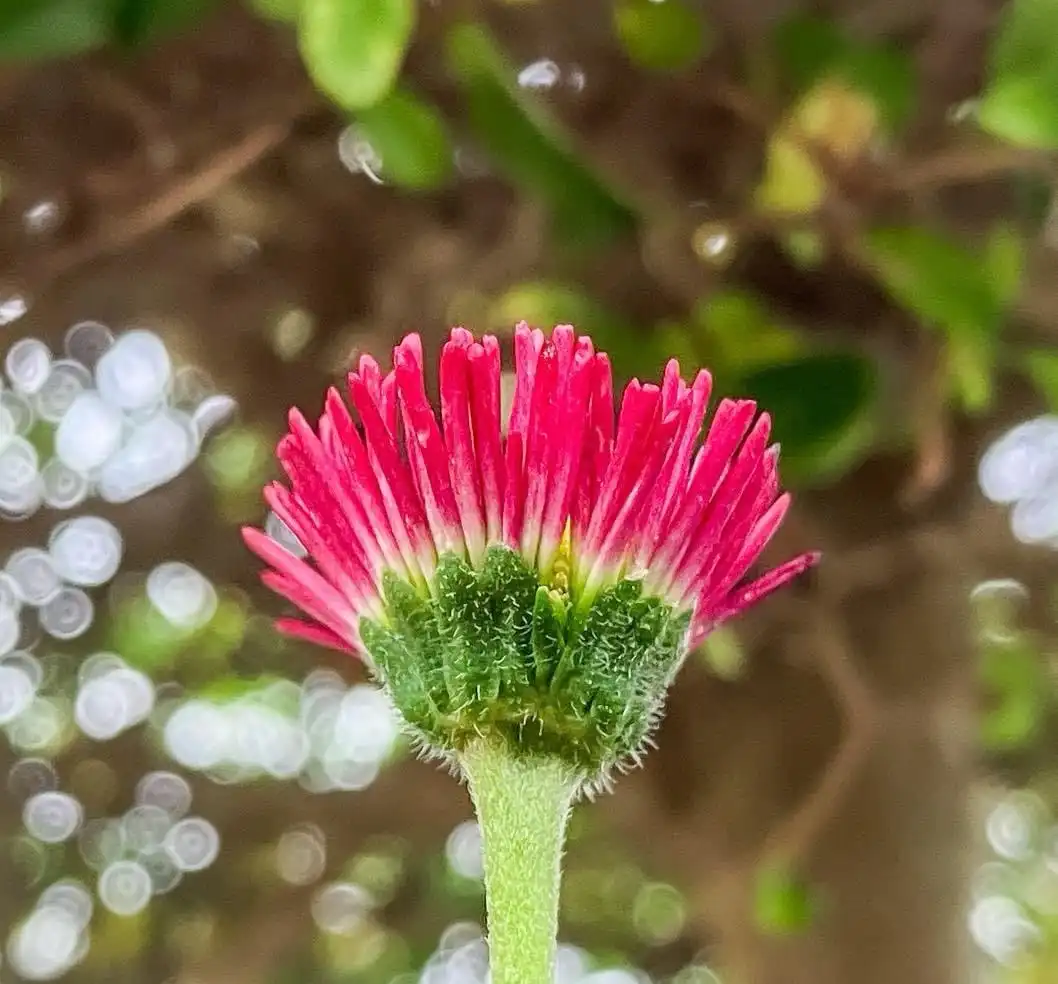 A close-up photograph of a bright pink flower with green stem and fuzzy base, set against a blurred natural background with…