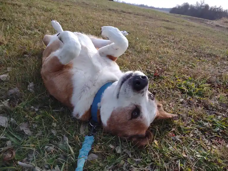 A brown and white dog lies on its back in a grassy field, paws up in the air, wearing a blue harness with a leash attached…