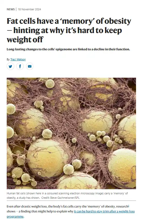 A news article screenshot shows a coloured scanning electron microscopy image of human fat cells, appearing as yellowish…