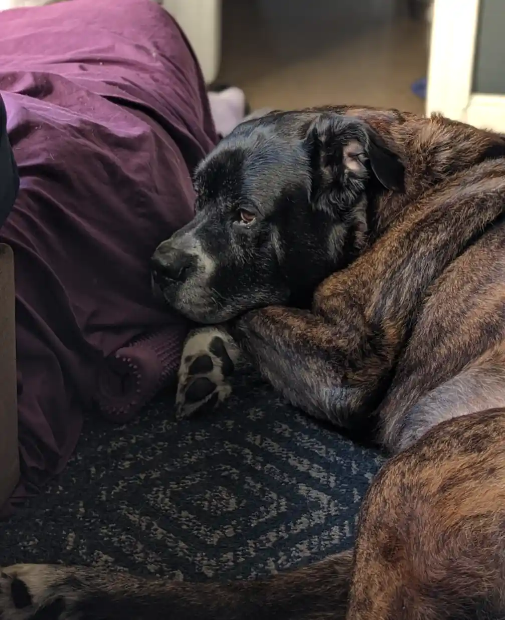 A large brindle and black dog with a sad, tired expression rests its head on its paws on a patterned rug next to a purple…
