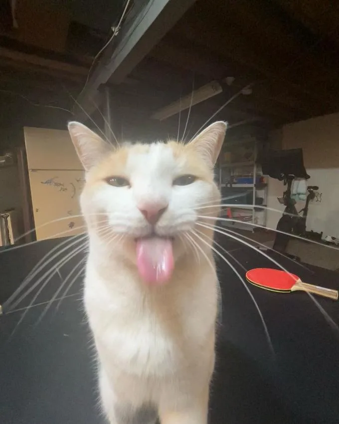 A close-up photo of a white and tan cat with its pink tongue sticking out, looking directly at the camera. The cat is…