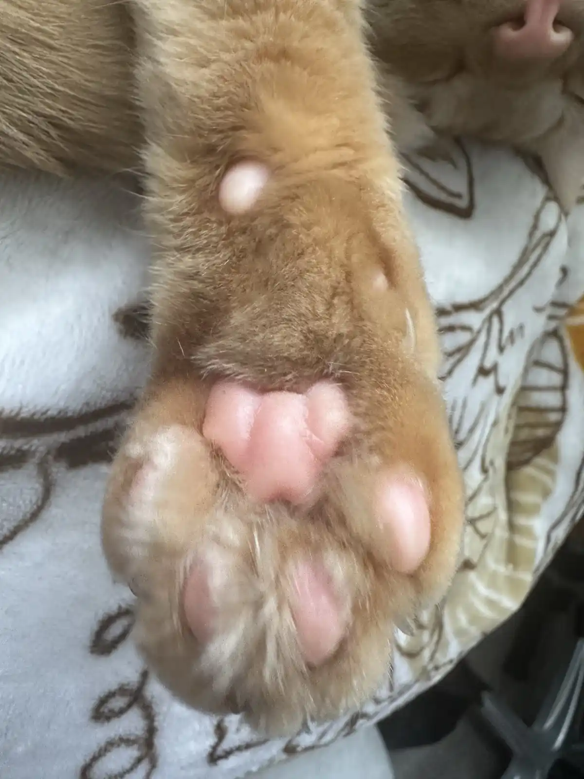A close-up photo shows the underside of a ginger cat's paw, revealing its pink pads and slightly swollen, puffy appearance…