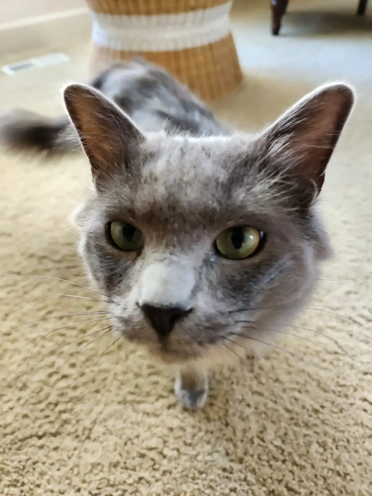 A close-up photo of a gray cat with green eyes and a white muzzle staring intently at the camera from a beige carpet, with a…