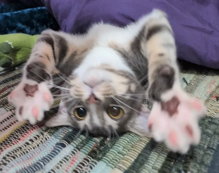 A gray and white tabby cat lies on its back on a striped blanket, paws up, looking directly at the camera with wide…