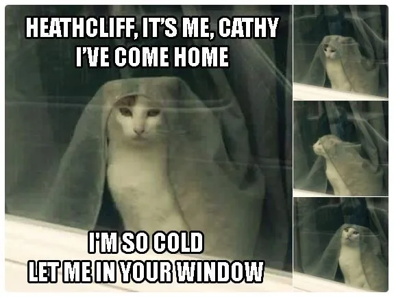 A white cat is seen through a window, draped in a sheer, translucent veil or curtain, looking directly at the viewer with a…