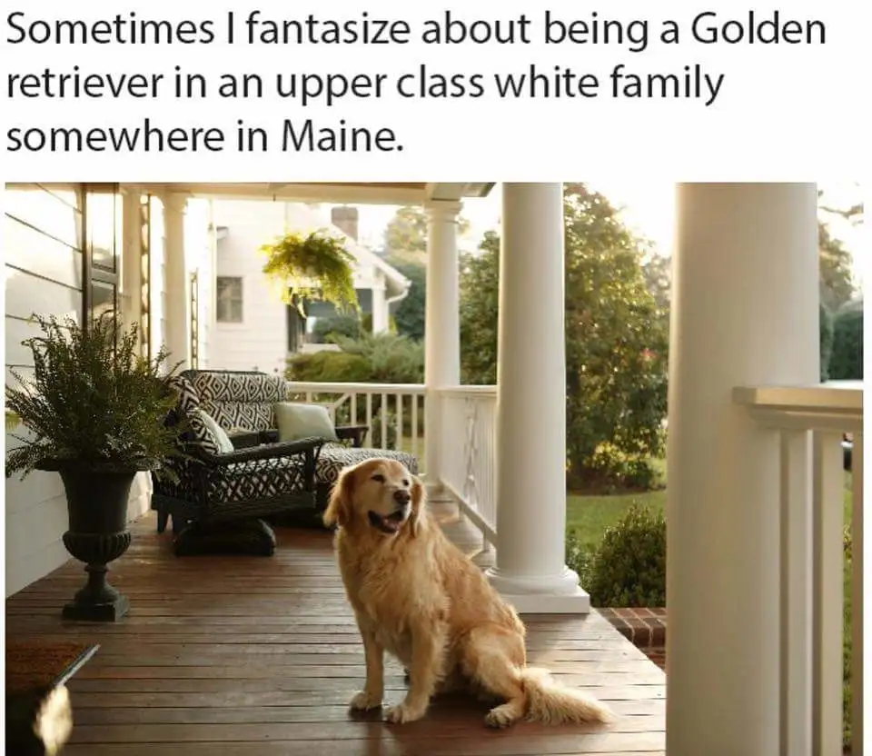 A golden retriever sits calmly on a wooden porch of a white house with columns, surrounded by lush greenery and outdoor…