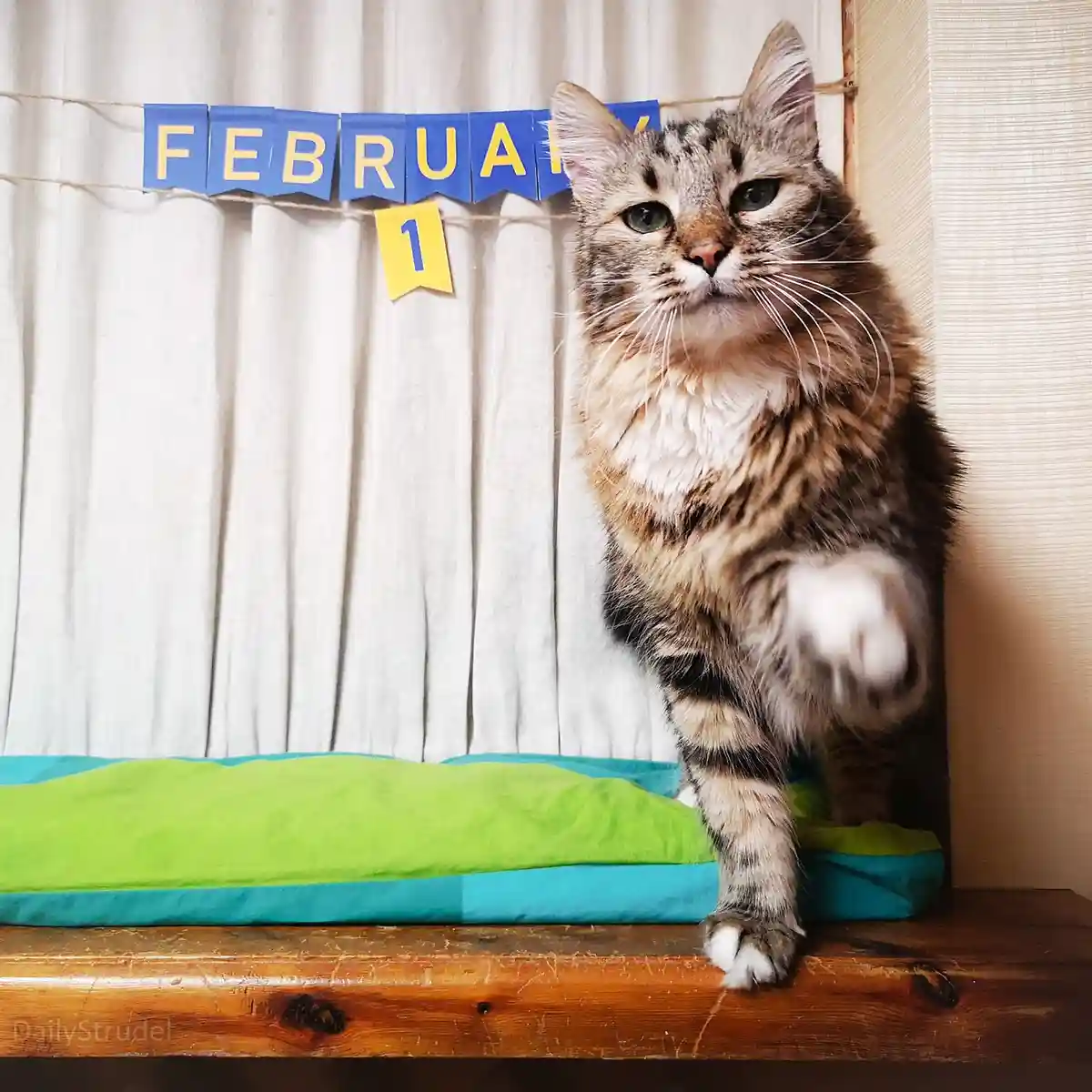 A fluffy tabby cat stands on a wooden surface with one paw raised, looking directly at the camera with a serious expression…