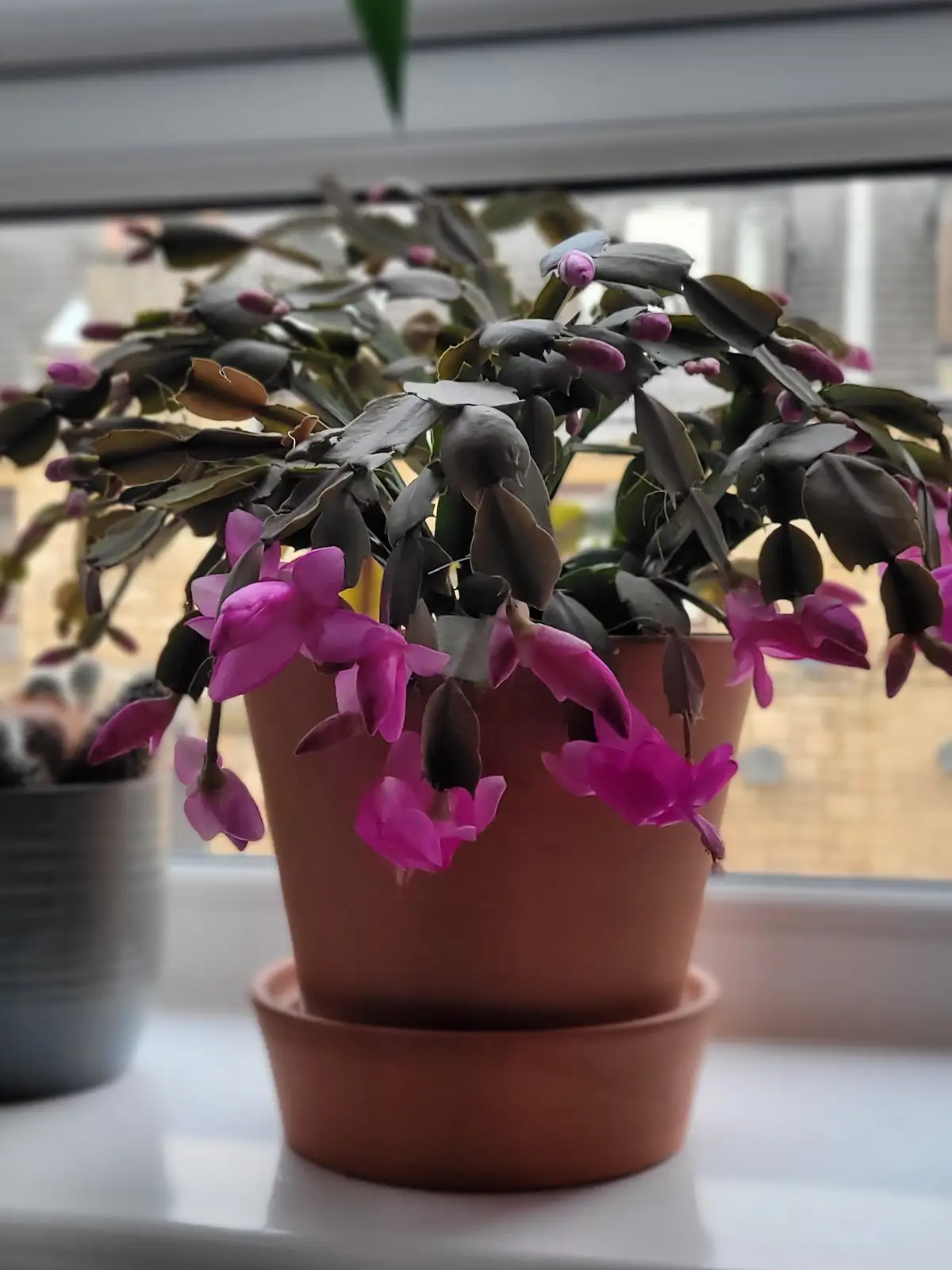 A close-up photo of a blooming Christmas cactus in a terracotta pot on a windowsill, with vibrant pink flowers and dark…