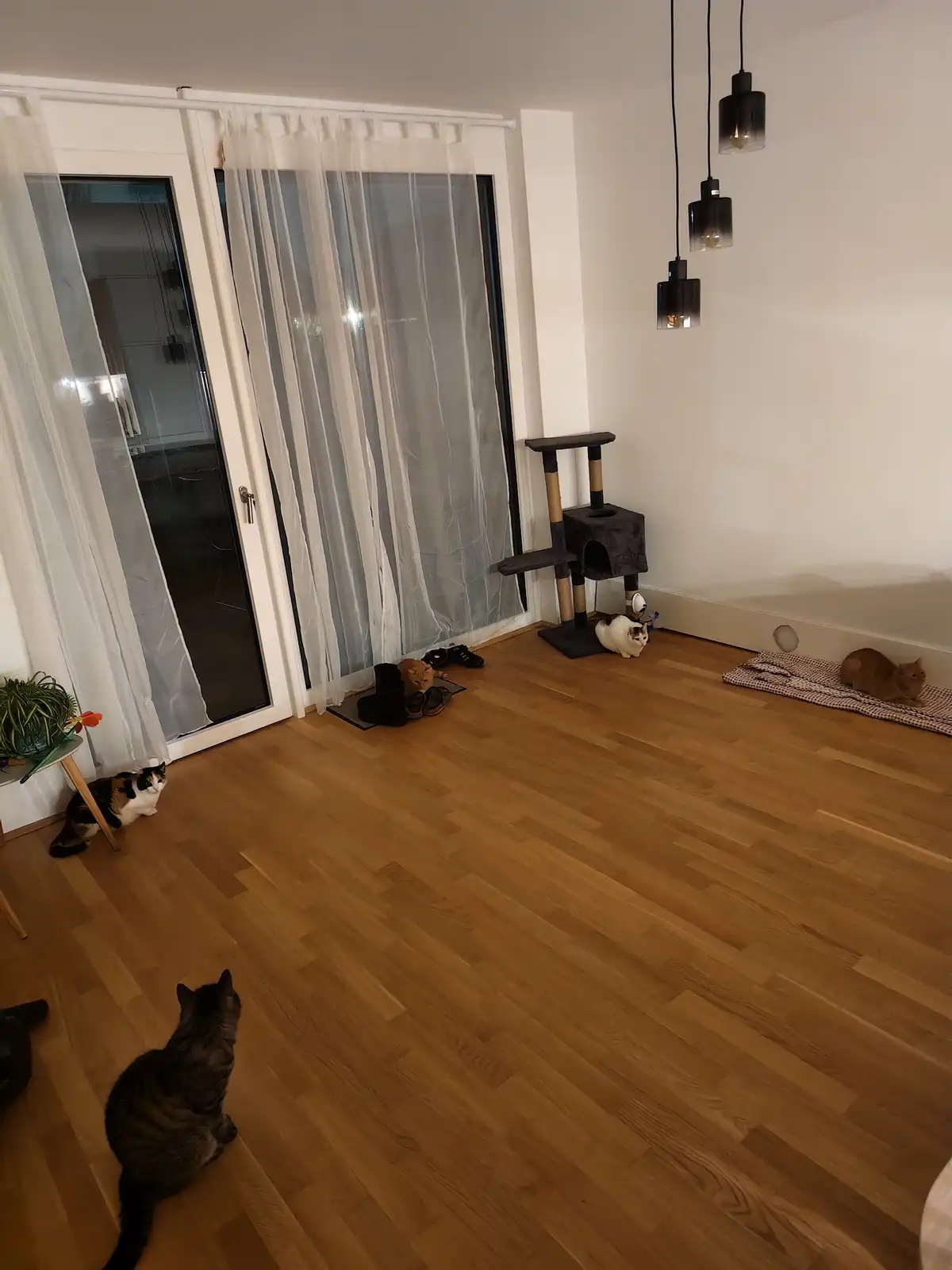 A wide shot of a modern room with light wood flooring and white walls, featuring four cats scattered throughout the space…