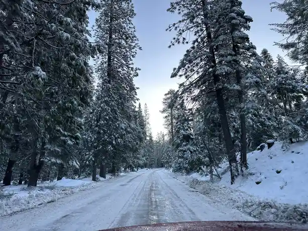 A snowy, tree-lined road viewed from inside a car, with snow-covered pine trees on both sides and tire tracks visible in the…