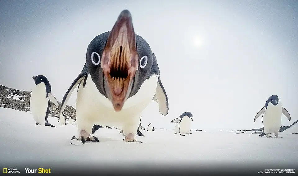 A close-up, low-angle photo of an Adélie penguin with its beak wide open, appearing to yell, while other penguins stand in…