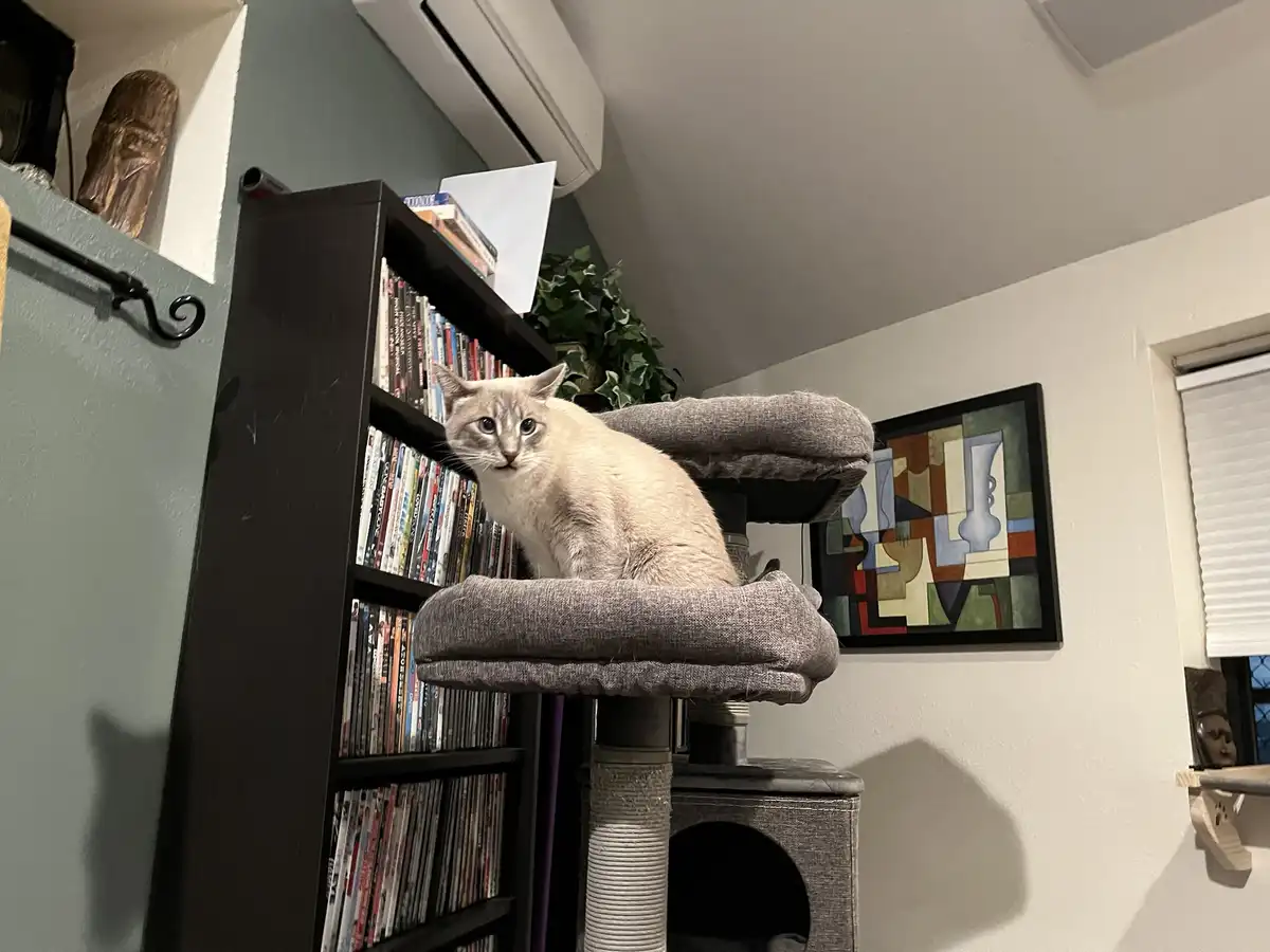 A light-colored cat with blue eyes sits atop a grey cat tree, looking directly at the camera with a calm, slightly…