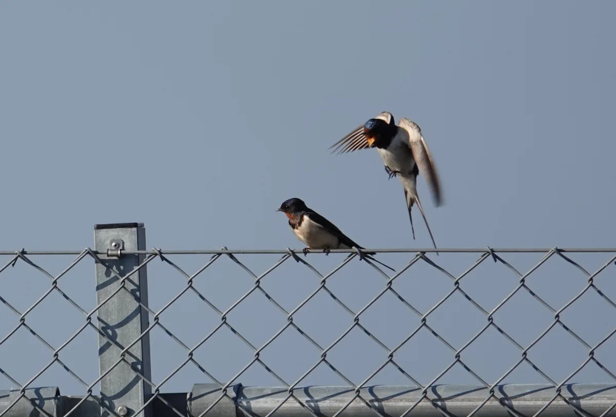 Two swallows are pictured against a clear blue sky, perched on a chain-link fence. One swallow is stationary, while the…