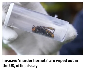 A close-up image shows a gloved hand holding a clear plastic vial containing a single large wasp with black and yellow…