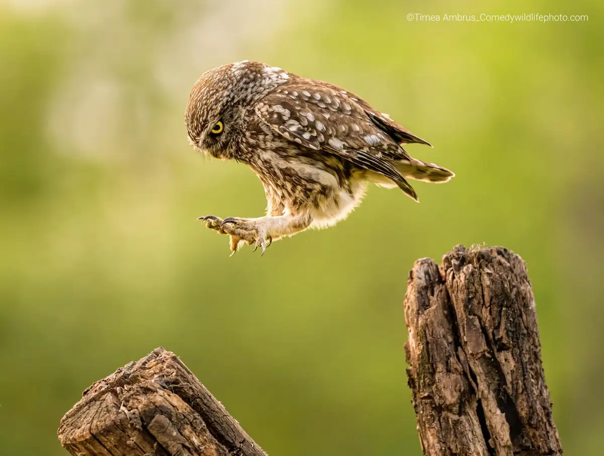 A small owl with brown and white speckled feathers is captured mid-air, hovering just above a weathered wooden post, its…