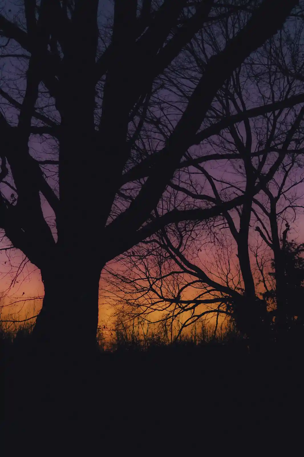 A silhouette of bare, sprawling tree branches against a twilight sky transitioning from orange near the horizon to purple…