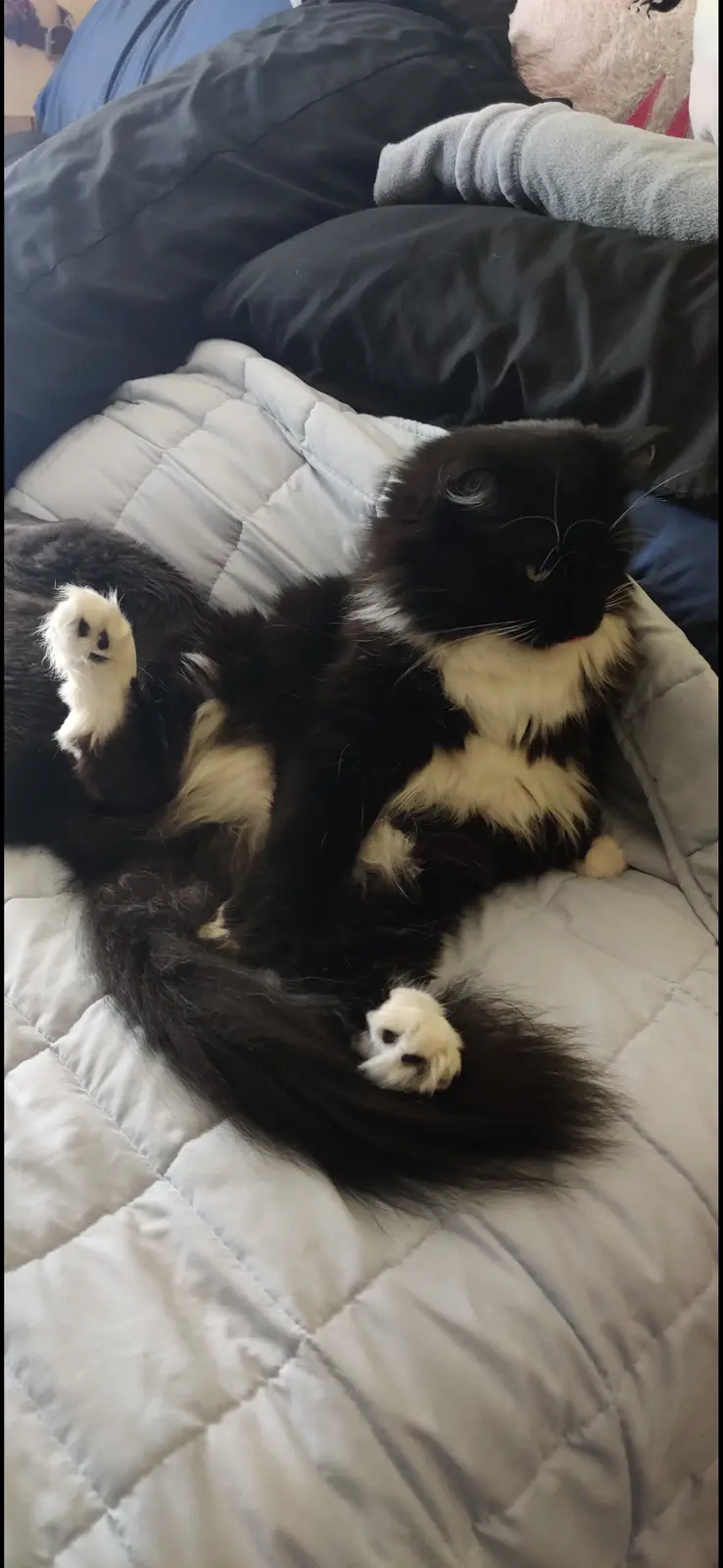 A black and white fluffy cat is lying on its back on a white quilted bed, with its paws up in the air and eyes half-closed…