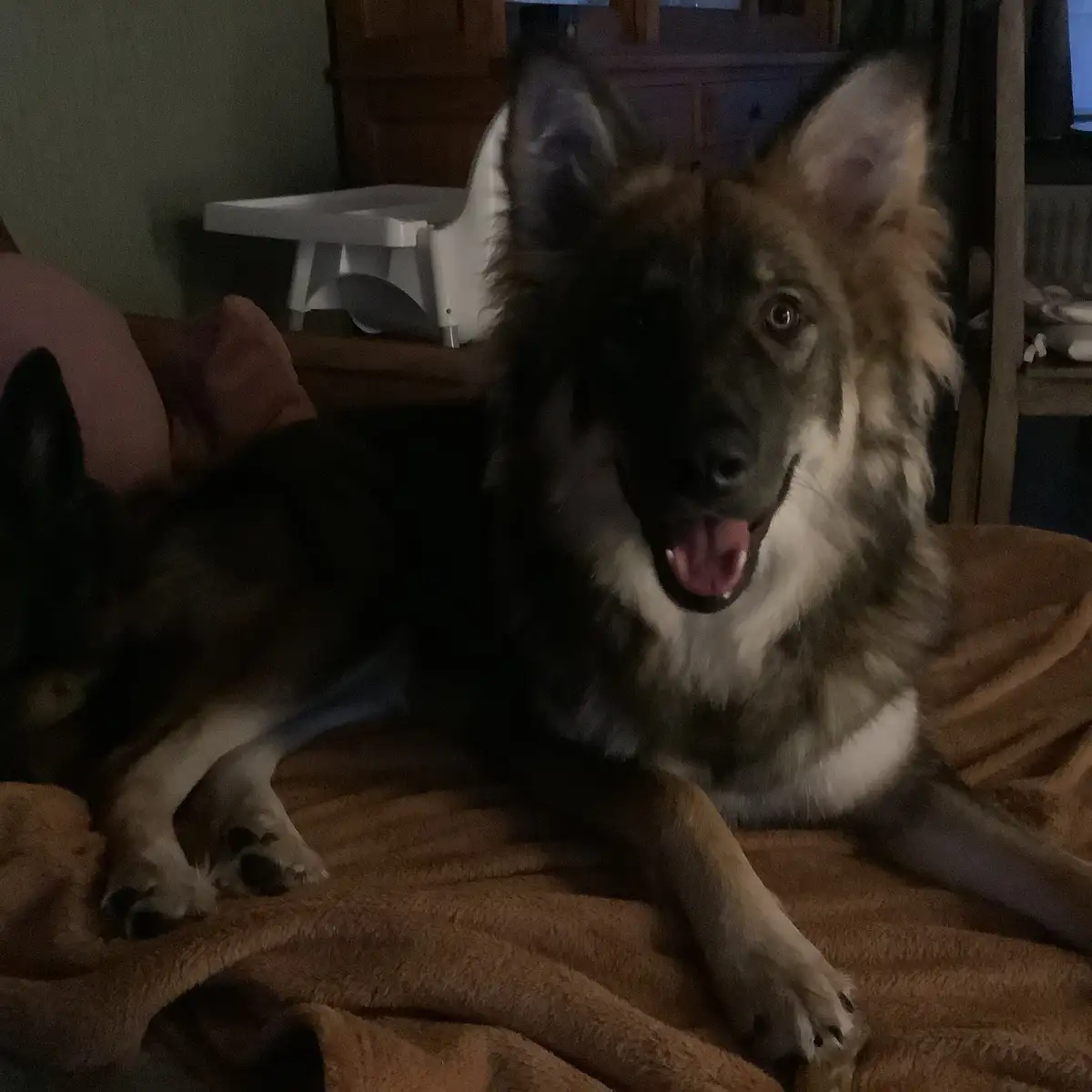 A fluffy, long-haired dog with dark and light brown fur and a white chest is lying on a brown blanket in a dimly lit room…