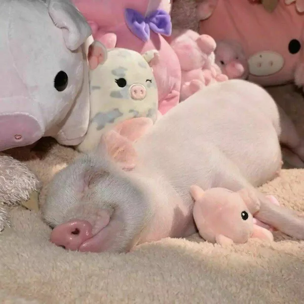 A real piglet is sleeping peacefully on a soft blanket, surrounded by various stuffed pig toys in pink, gray, and white. The…