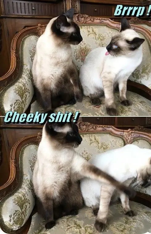 Two Siamese cats sit on an ornate floral-patterned armchair. In the top panel, one cat looks at the other, who sticks its…