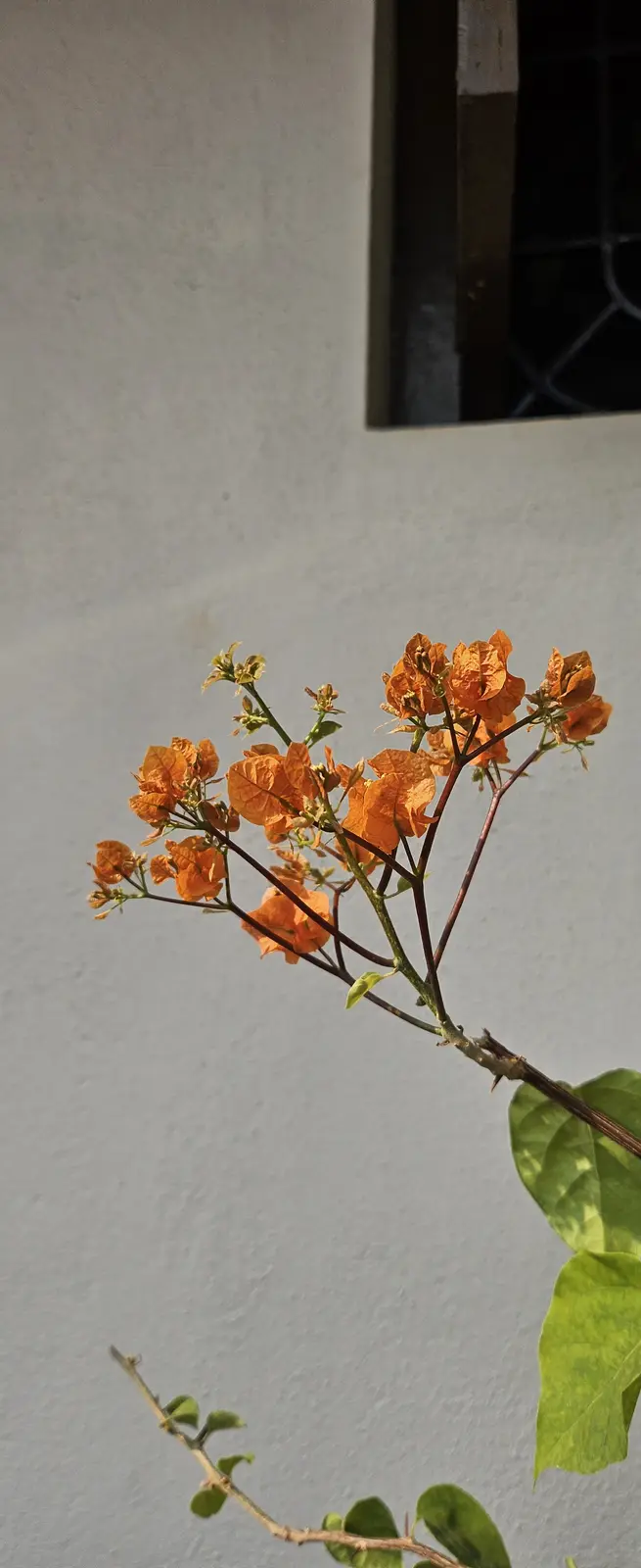 A close-up photo shows a branch of orange, dried bougainvillea flowers against a plain light gray wall, with a dark window…