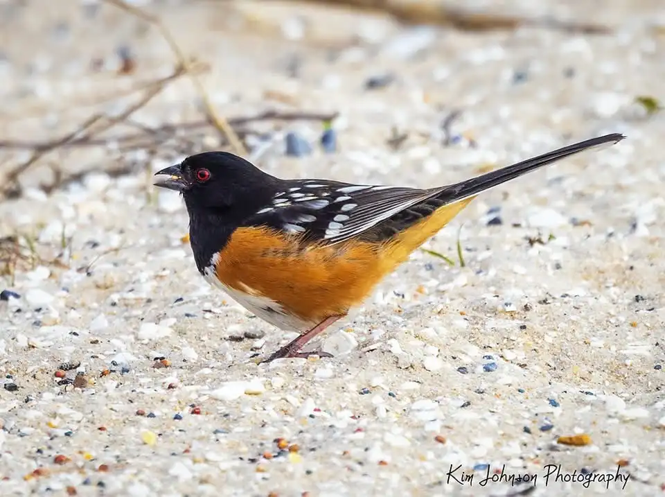 A black-headed bird with orange chest and white-spotted wings stands on sandy ground covered in scattered seeds and small…