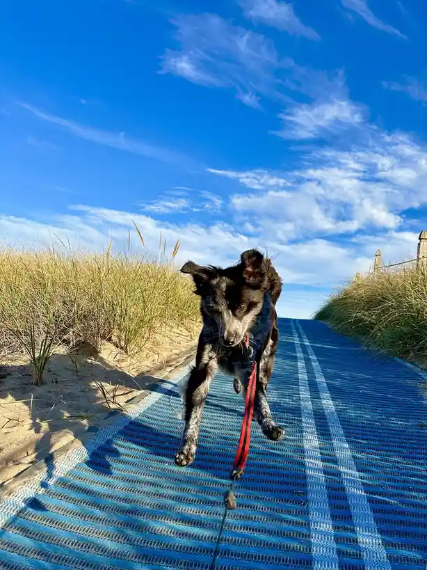 A black and white dog with a red leash is captured mid-leap on a blue mesh boardwalk, surrounded by sand dunes and tall…