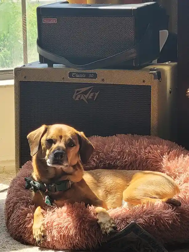 A brown dog with floppy ears lies calmly in a fluffy pink dog bed, looking directly at the camera with a relaxed expression…
