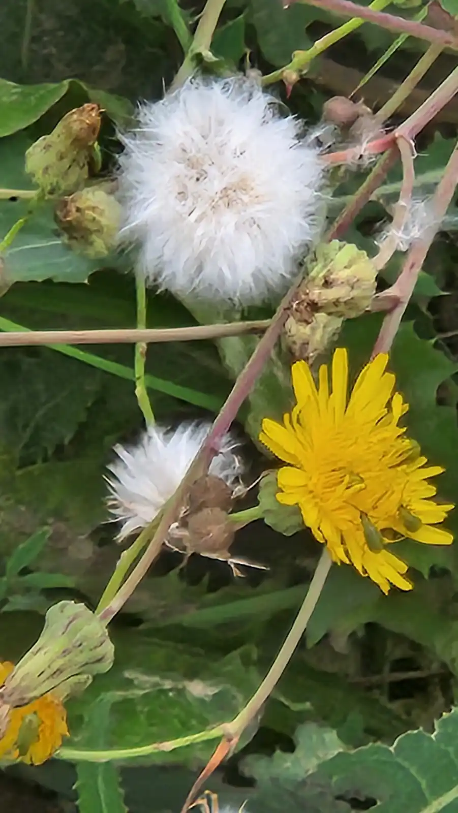 A close-up photo shows a dandelion plant with a fluffy white seed head, a bright yellow flower, and several green buds. The…