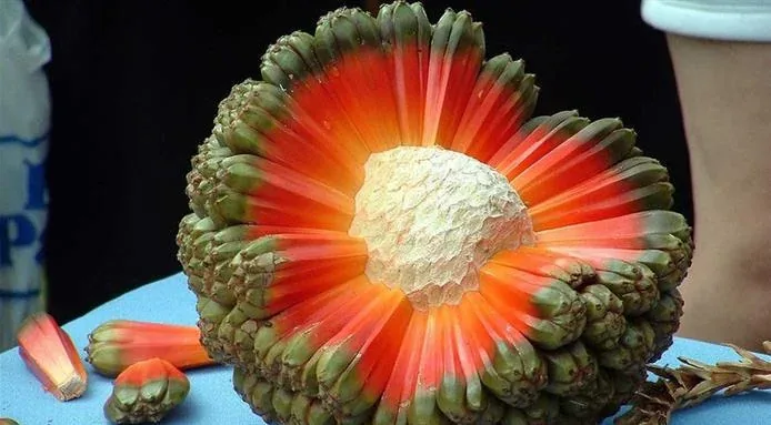 a close-up photograph of a flower with a radial, sunburst-like structure, featuring vibrant red-orange petals transitioning…
