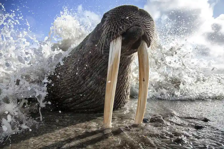 A close-up photograph of a walrus emerging from water, its large tusks and whiskered snout prominent as it creates a splash…
