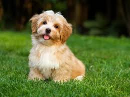 a small, fluffy, light brown puppy with floppy ears sits on green grass, tongue slightly out, looking directly at the…
