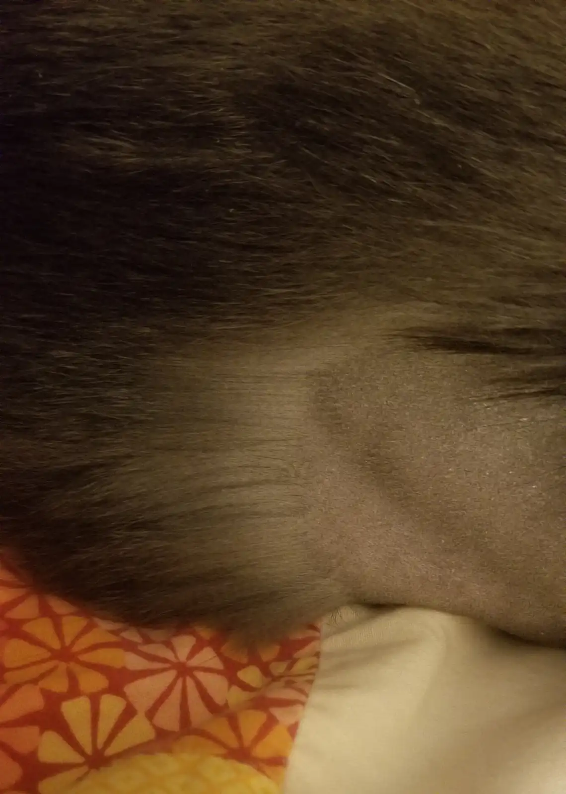 The Hidden Cat Fur You Never Knew Existed
