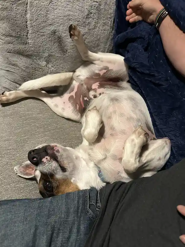 A small dog with white and brown fur is lying on its back on a gray couch, exposing its pink belly and paws, while a…