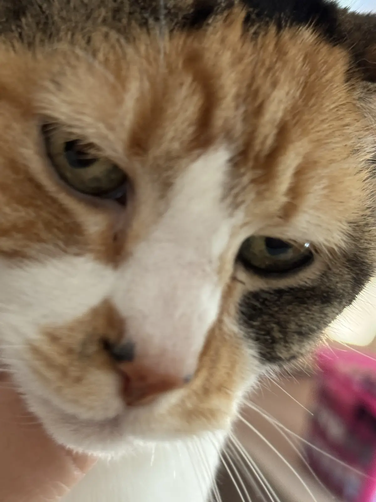 A close-up photo of a calico cat with a white muzzle and green eyes, looking directly at the camera with a bored or…