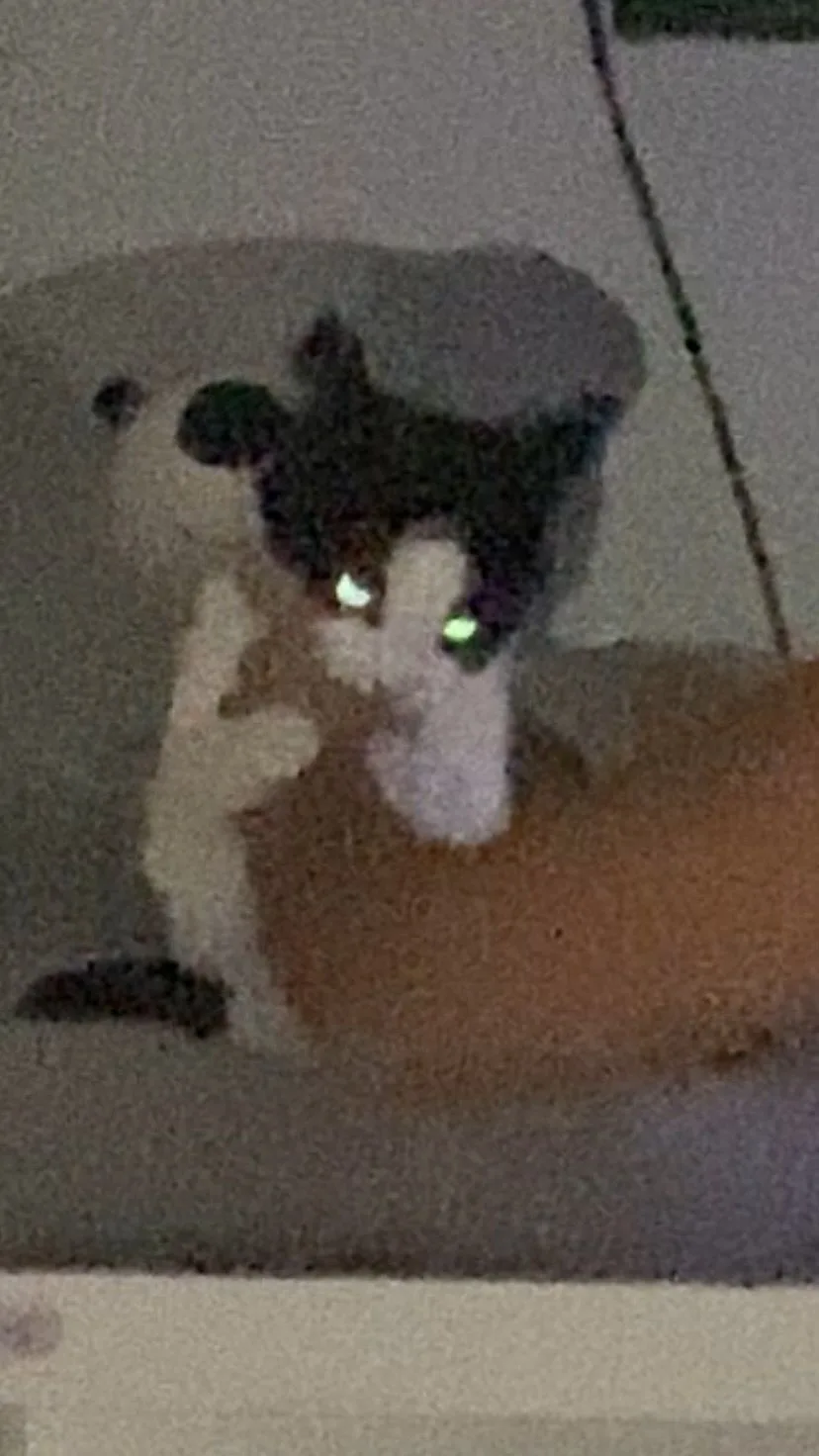 A low-resolution, grainy photo shows a black-and-white cat with glowing green eyes sitting upright on a gray surface…