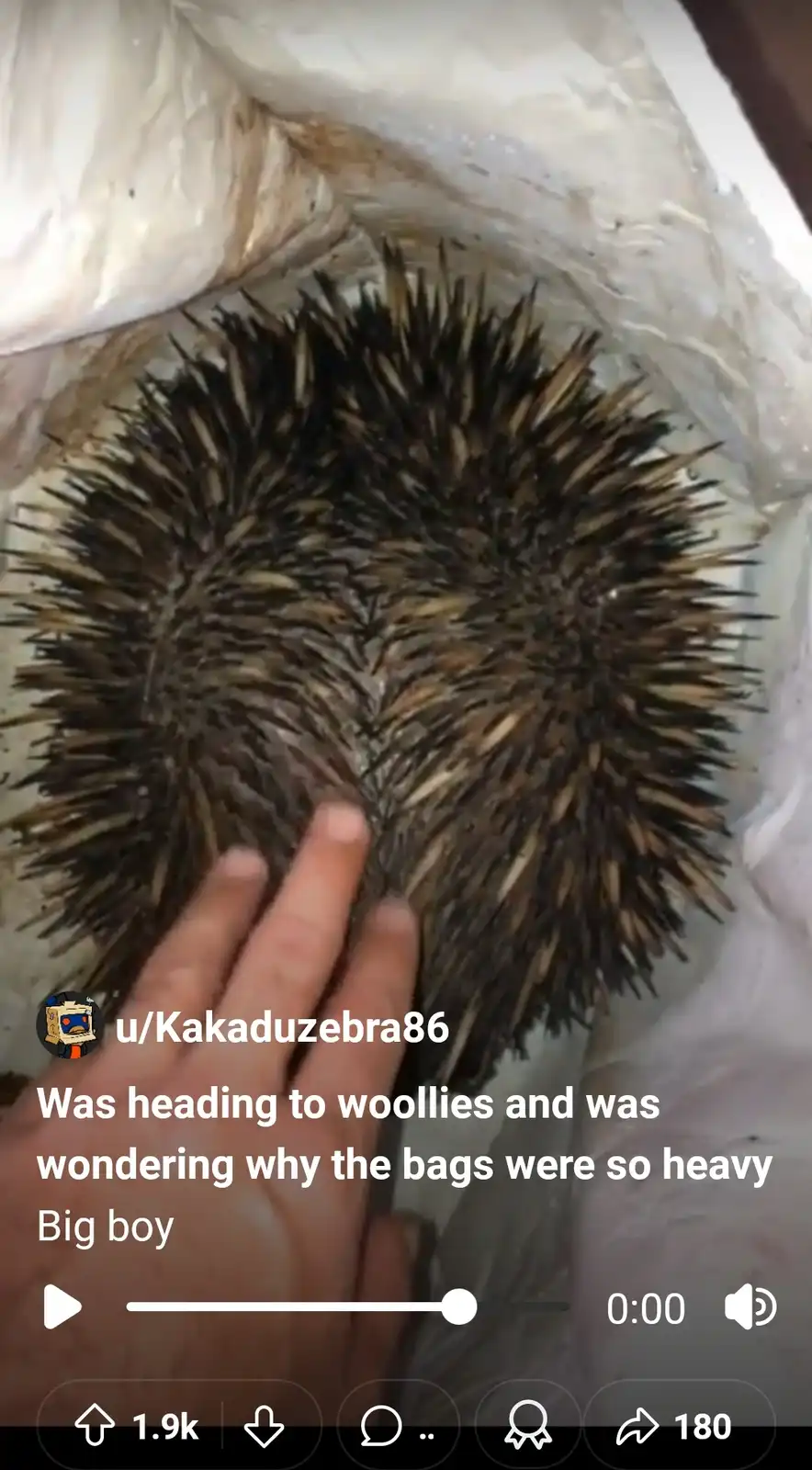 A person's hand is touching a large, spiky echidna curled up inside a white plastic bag. The overlaid text reads 'Was…