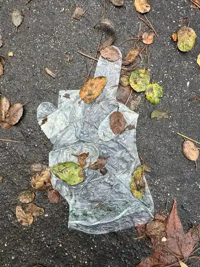 A crumpled, transparent plastic bag lies on dark asphalt, surrounded by scattered dry autumn leaves of various brown and…