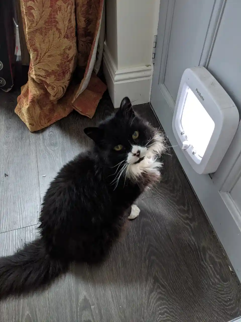 Meet Wolfie, the star of the show